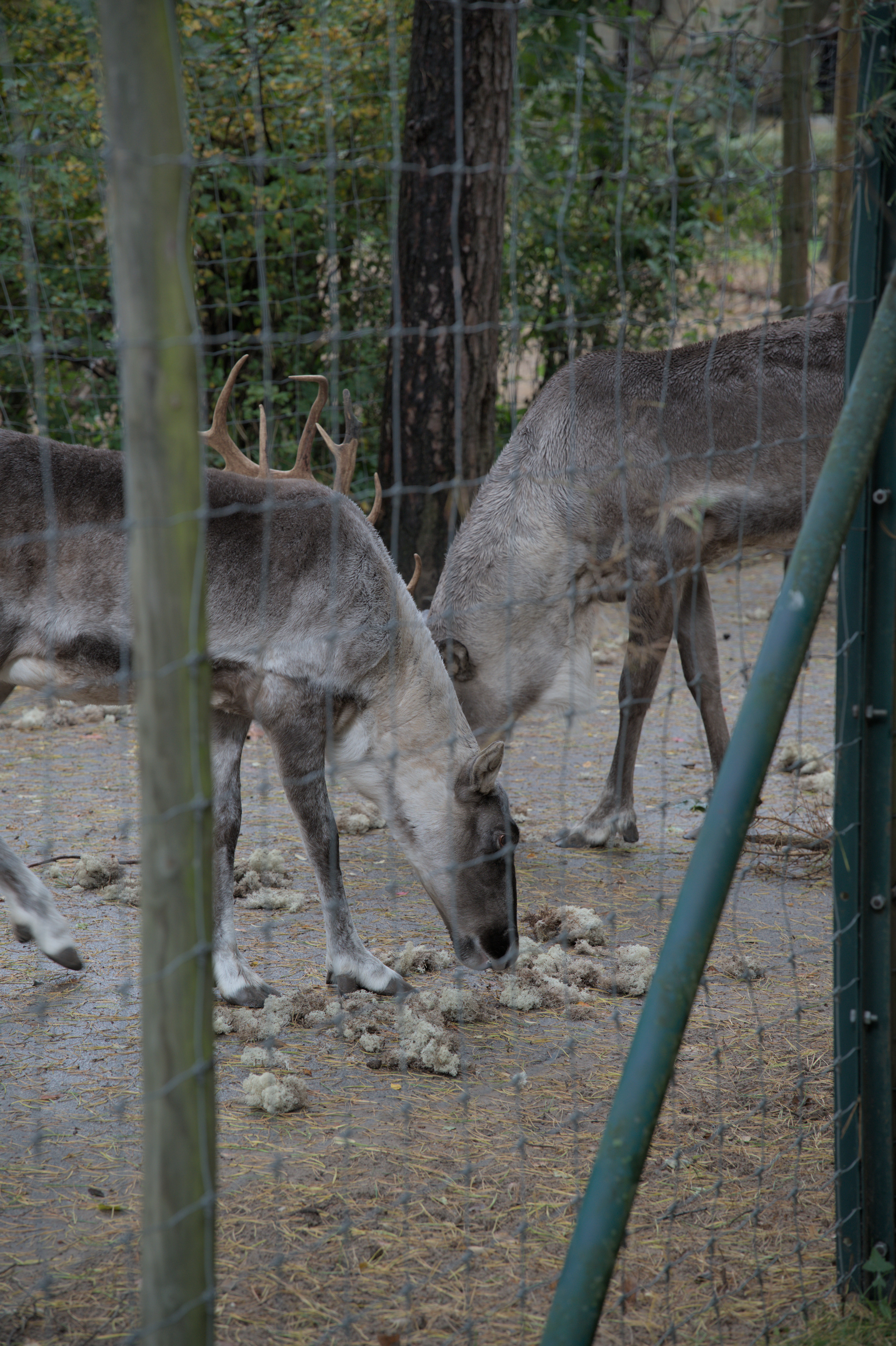 2025/10/12 - zoo/DSC_0070.jpg